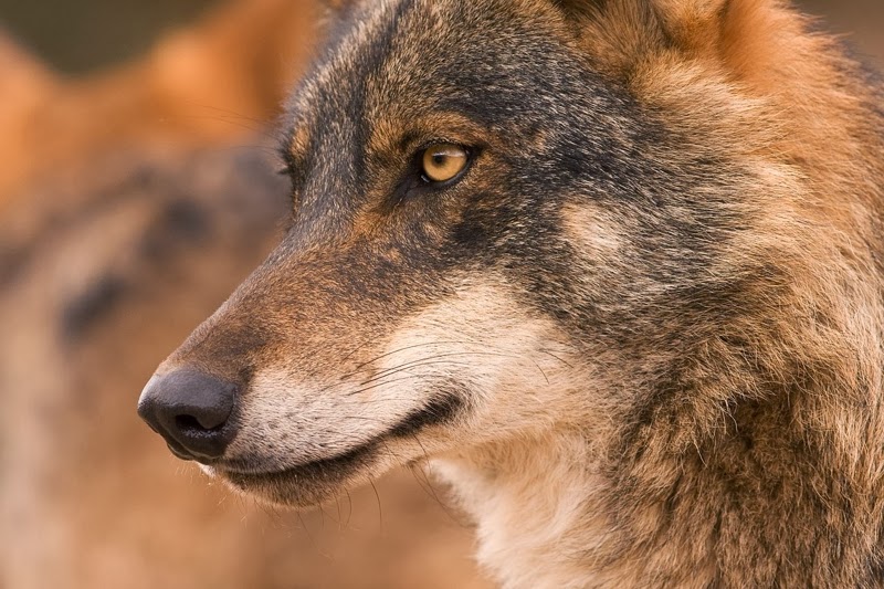 Canis lupus
